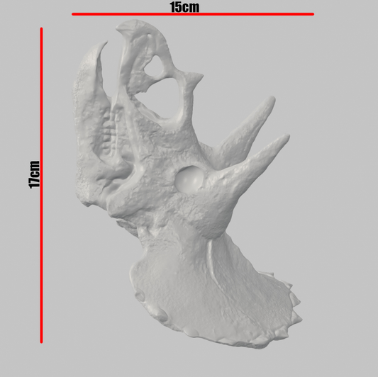 Craniu Triceratops